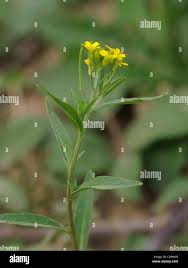 Attēlu rezultāti vaicājumam “Erysimum cheiranthoides flower”