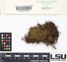 Attēlu rezultāti vaicājumam “Drepanocladus aduncus var. polycarpon”