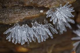 Attēlu rezultāti vaicājumam “Ceratiomyxa fruticulosa spores”