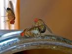 File:Fruit flies.jpg - Wikipedia, the free encyclopedia