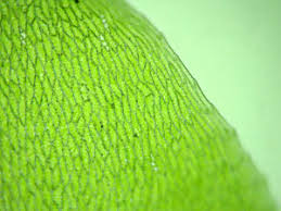 Attēlu rezultāti vaicājumam “Pseudobryum cinclidioides cells”