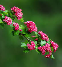 Attēlu rezultāti vaicājumam “Crataegus laevigata”