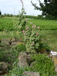 Image result for Malve