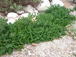 Attēlu rezultāti vaicājumam “Cribraria macrocarpa young”