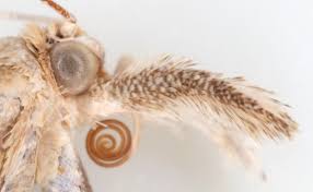 Attēlu rezultāti vaicājumam “Agriphila selasella”