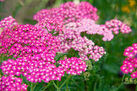 Attēlu rezultāti vaicājumam “Achillea salicifolia flower”