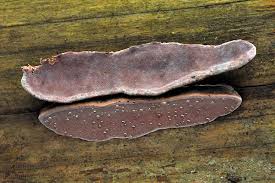 Attēlu rezultāti vaicājumam “Fomitopsis rosea”