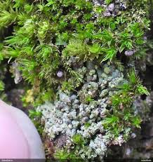 Attēlu rezultāti vaicājumam “Badhamiopsis scripta”