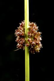 Attēlu rezultāti vaicājumam “Juncus conglomeratus fruit”