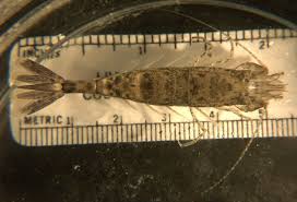 Attēlu rezultāti vaicājumam “Crangon crangon”