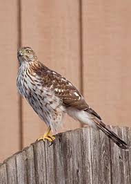 Image result for Goshawks G C