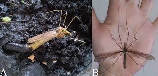 Attēlu rezultāti vaicājumam “Capsus ater imago”