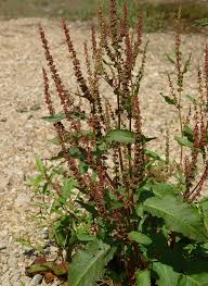 Attēlu rezultāti vaicājumam “Rumex obtusifolius flower”