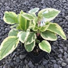 Attēlu rezultāti vaicājumam “Symphytum asperum leaf”