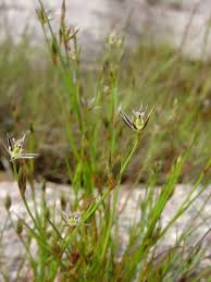 Attēlu rezultāti vaicājumam “Juncus bufonius bud”