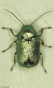 Attēlu rezultāti vaicājumam “Cryptocephalus aureolus, Cryptocephalus sericeus”