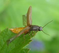 Attēlu rezultāti vaicājumam “Athous sp.”