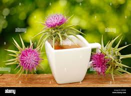 Attēlu rezultāti vaicājumam “Silybum marianum fruit”