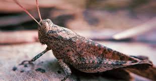 Attēlu rezultāti vaicājumam “Psophus stridulus”