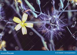 Attēlu rezultāti vaicājumam “Mycelis muralis flower”