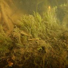 Attēlu rezultāti vaicājumam “Fissidens adianthoides sporophyte”