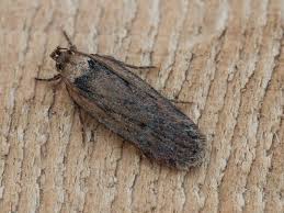 Attēlu rezultāti vaicājumam “Depressaria olerella imago”