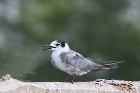 Attēlu rezultāti vaicājumam “Chlidonias niger”