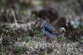 Image result for Gallinago media