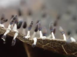 Attēlu rezultāti vaicājumam “Diachea subsessilis”