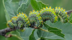 Attēlu rezultāti vaicājumam “Cimbex femoratus imago”