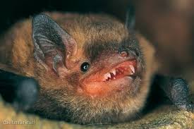 Attēlu rezultāti vaicājumam “Pipistrellus pygmaeus”