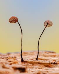 Attēlu rezultāti vaicājumam “Cribraria cancellata stalked”