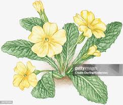 Attēlu rezultāti vaicājumam “Primula veris leaf”