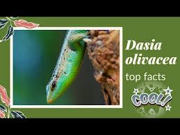 Risultati immagini per dasia smaragdina