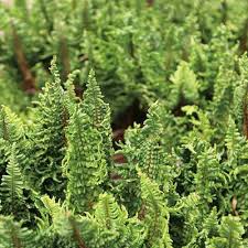 Attēlu rezultāti vaicājumam “Dryopteris affinis”