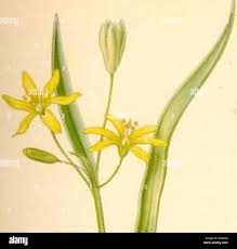 Attēlu rezultāti vaicājumam “Gagea lutea”