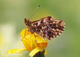 Attēlu rezultāti vaicājumam “Boloria eunomia upperside”