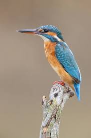 Attēlu rezultāti vaicājumam “Alcedo atthis adult”