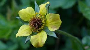 Attēlu rezultāti vaicājumam “Geum urbanum”