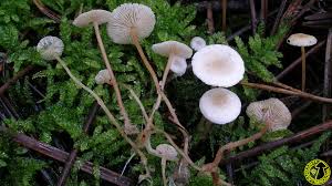 Attēlu rezultāti vaicājumam “Collybia cirrhata”