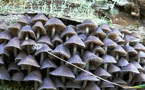 Attēlu rezultāti vaicājumam “Coprinus disseminatus”