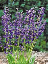 Image result for Salvia pratensis
