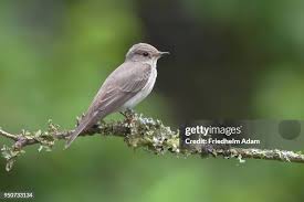 Attēlu rezultāti vaicājumam “Muscicapa striata adult”