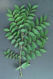 Attēlu rezultāti vaicājumam “Gymnocladus dioicus leaf”