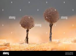 Attēlu rezultāti vaicājumam “Collaria arcyrionema”