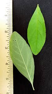 Attēlu rezultāti vaicājumam “Menziesia ferruginea flower”