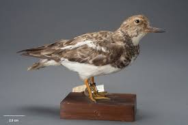 Attēlu rezultāti vaicājumam “Arenaria interpres”