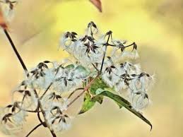 Attēlu rezultāti vaicājumam “Clematis fruit”