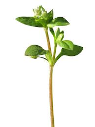 Attēlu rezultāti vaicājumam “Stellaria media”