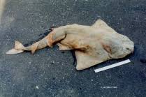 Image result for Squatina dumeril